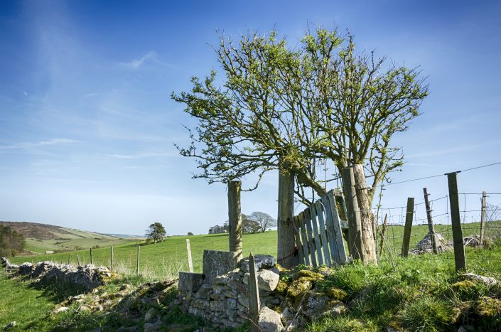 A gnarled Hawthorn tree and drystone walling in near Dorchester in Dorset