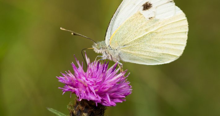 Butterfly sitting on a mauve thistle flower in a field in a nature reserve in Cranham, Essex